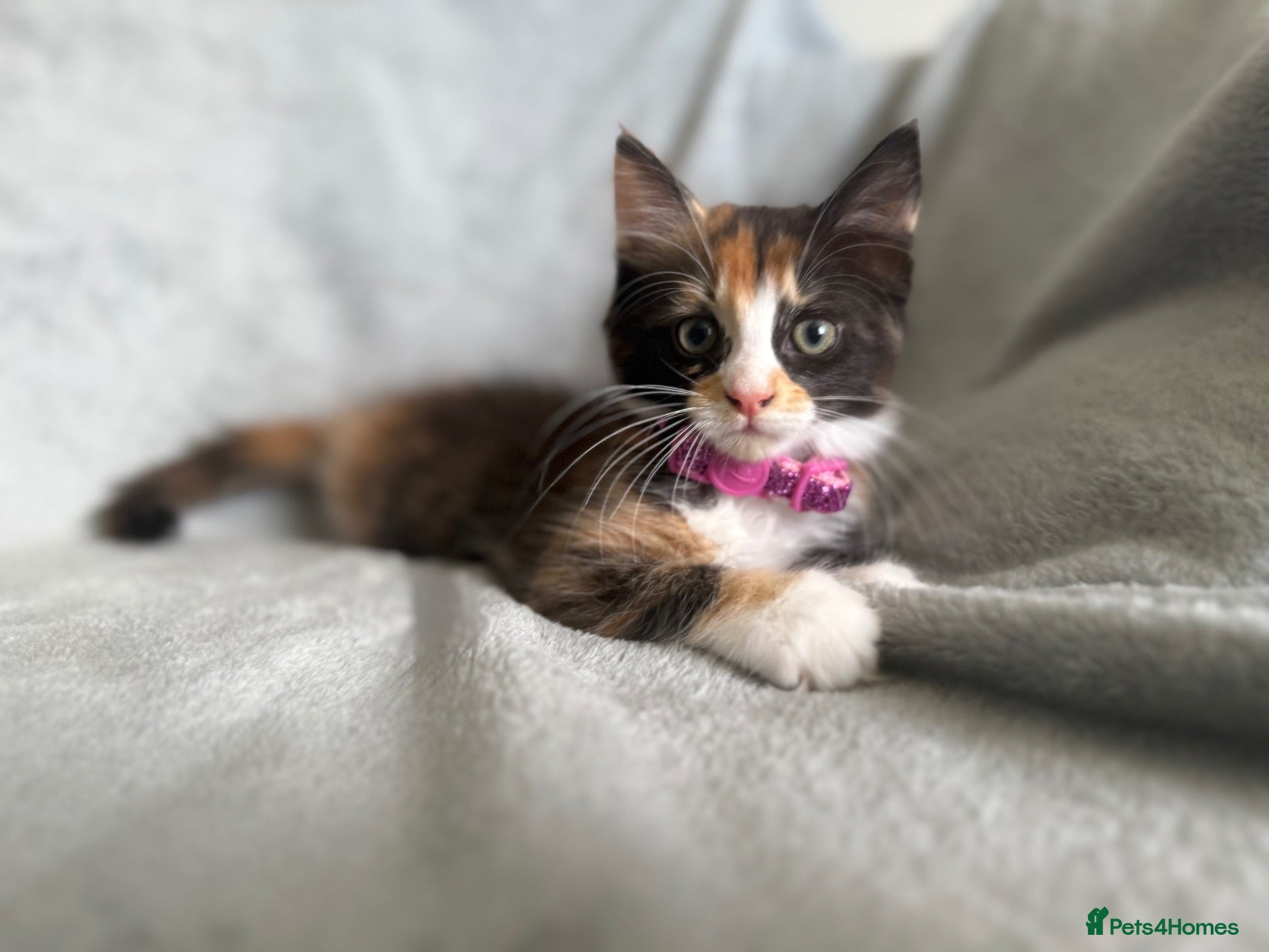 Maine Coon cats LAST GIRL READY -MaineCoon Cross female kitten - Advert 11