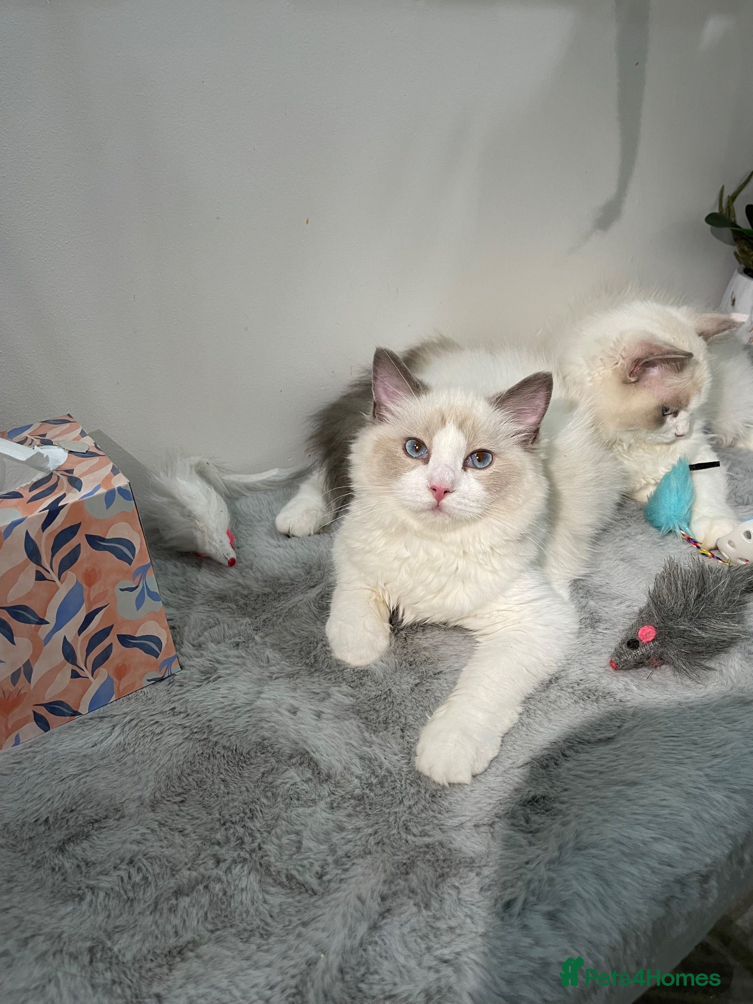 Ragdoll cats Tica registeredChampion breed Ragdoll kittens - Advert 1