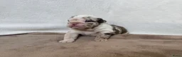 English Bulldog dogs for sale: Beautiful bulldog puppies  - Advert 14
