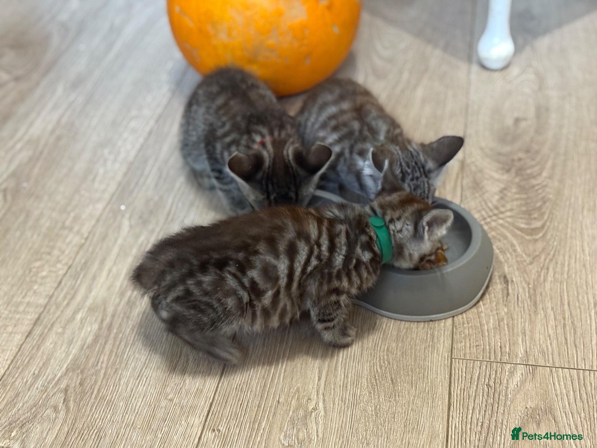 Mixed Breed cats 🐾 6 Beautiful Bengal × British Longhair Kittens🐾 - Advert 2