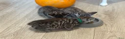 Mixed Breed cats for sale: 🐾 6 Beautiful Bengal × British Longhair Kittens🐾 - Advert 8