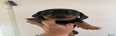 Dachshund 2