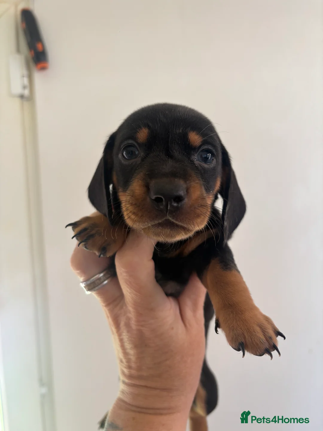 Dachshund dogs for sale: Standard dachshund puppies  - Advert 2