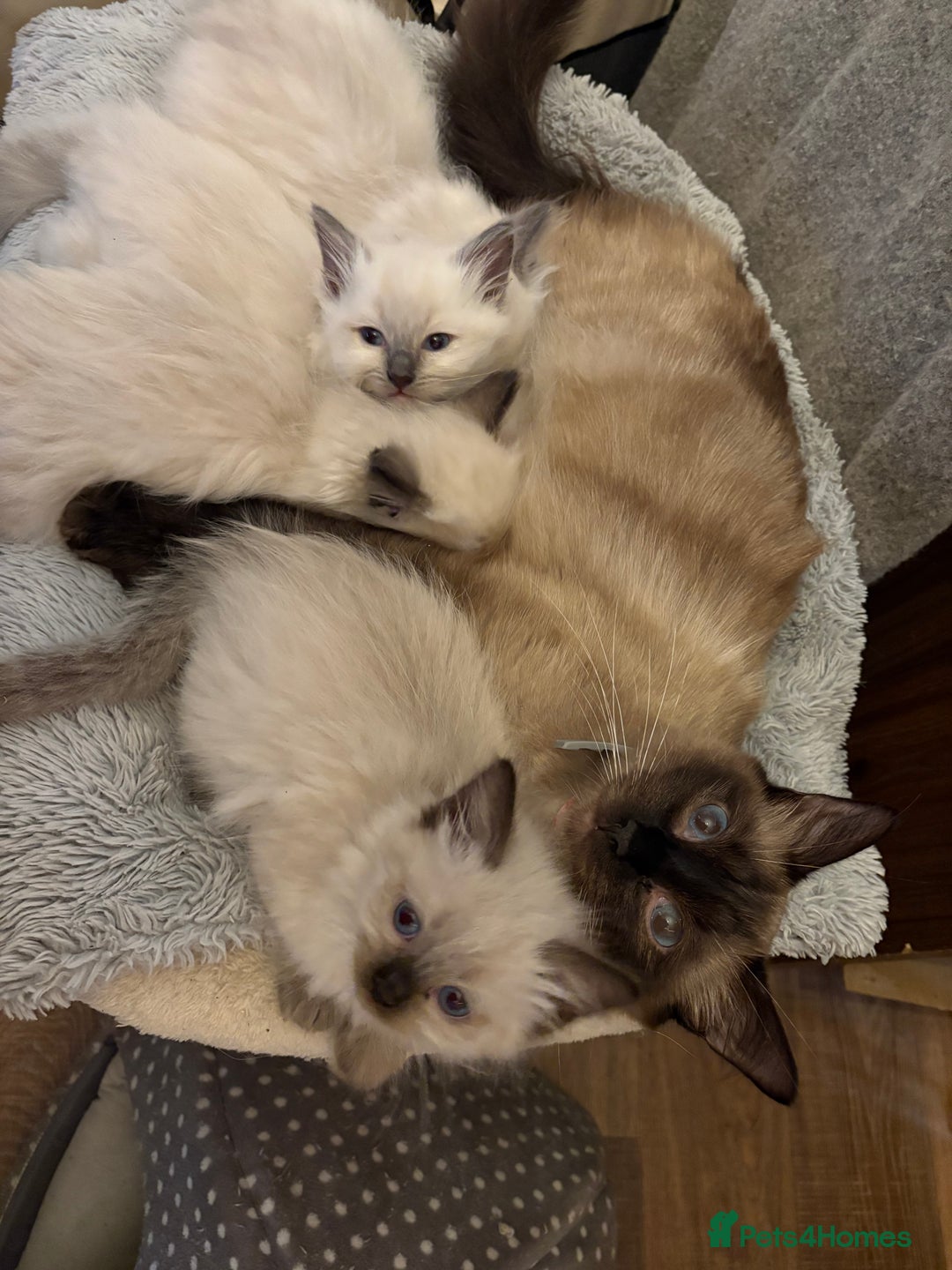 Ragdoll cats for sale: 3 Stunning Ragdoll boys - Image 8