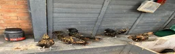 Chickens poultry for sale: Polish Pullets 16 weeks  - Advert 3