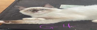 Ragdoll 4