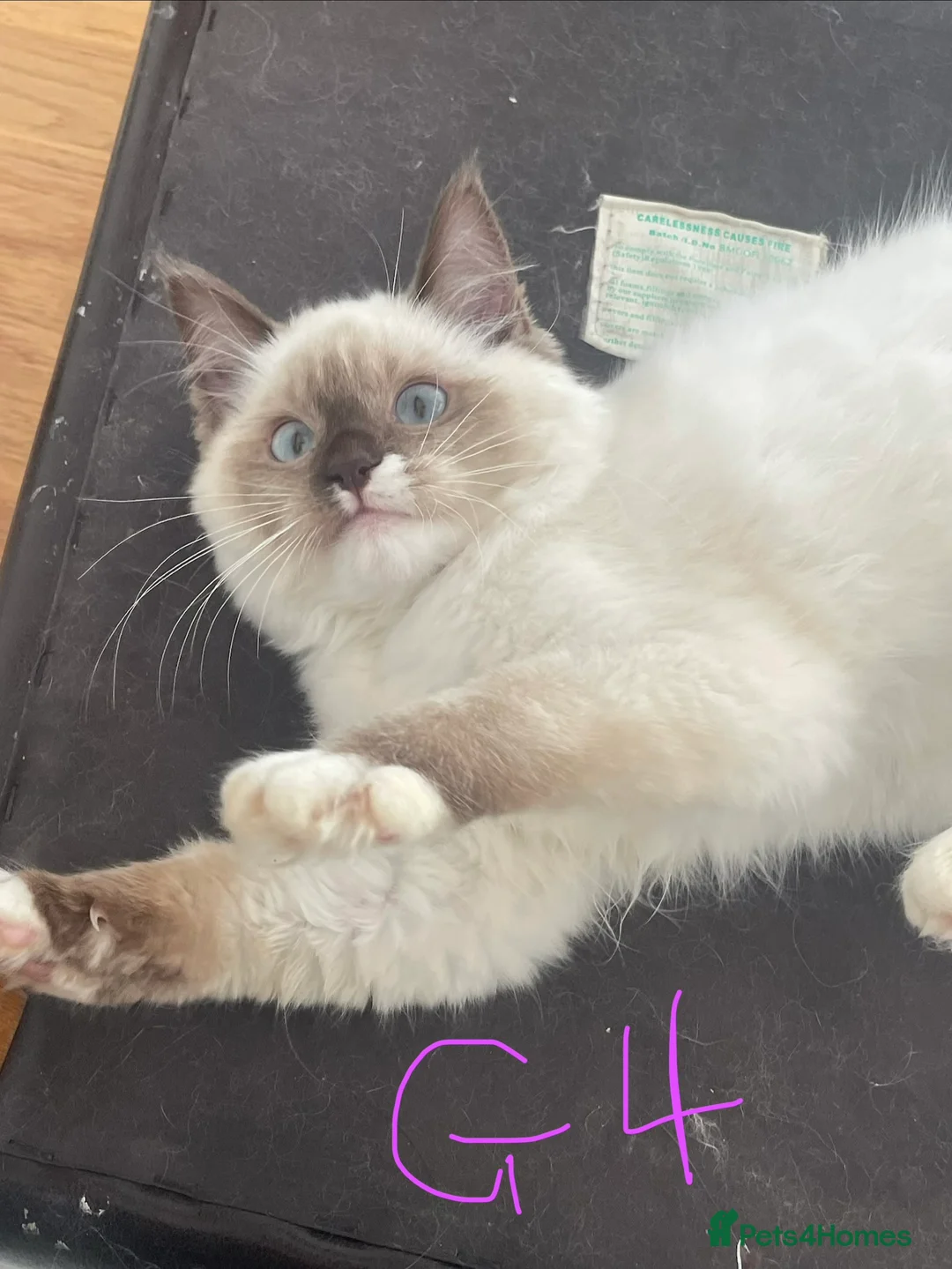 Ragdoll cats for sale: Very fluffy Cats for sale  - Advert 2