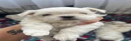 Maltese dogs for sale: Beautiful Maltese puppies home raised & socialised - Advert 18