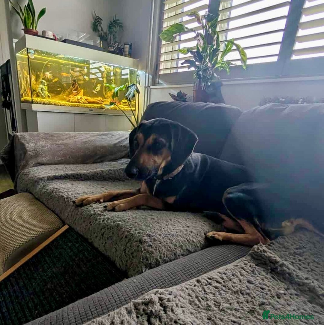 Mixed Breed dogs for adoption: ❤️ Deuce This beautiful soul has come so far… ❤️ - Advert 10