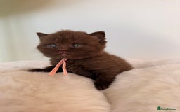 British Shorthair cats for sale: 7 British Shorthair Kittens TICA®️ – Import Lines - Image 30