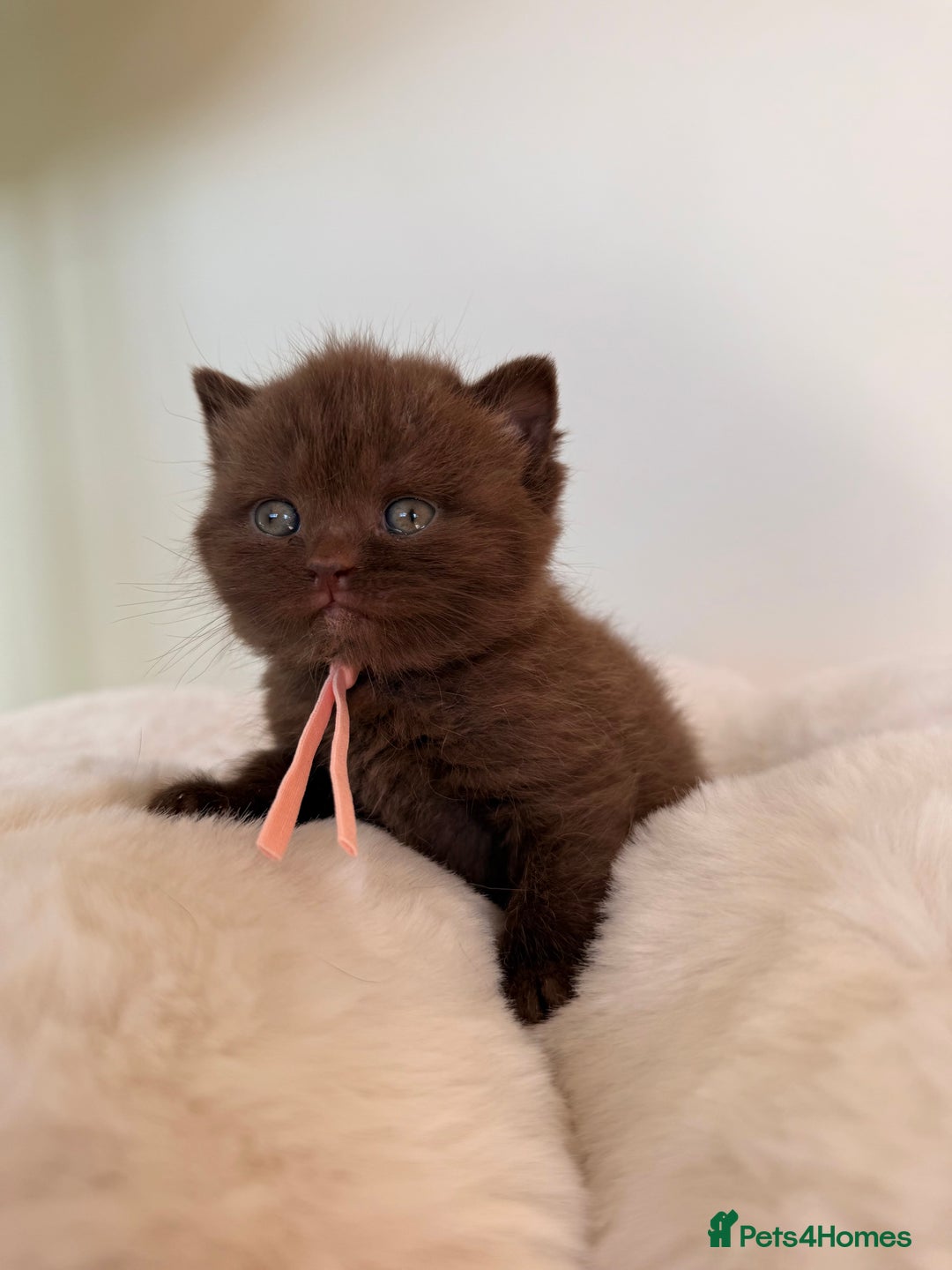 British Shorthair cats for sale: 7 British Shorthair Kittens TICA®️ – Import Lines - Image 30