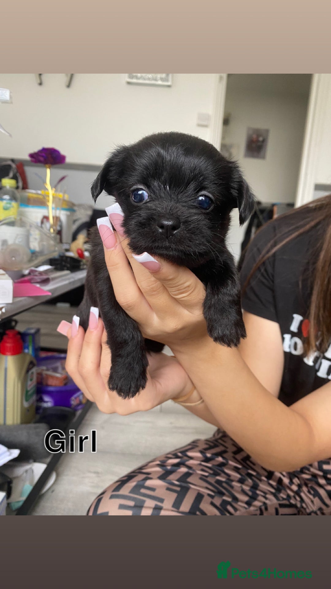 Mixed Breed dogs for sale: Puppies for sale - Image 7