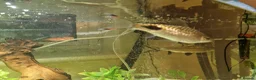 Cichlids fish for sale: Tiger Tilapia, Mascara Barb, Yellow Brislenose - Advert 4