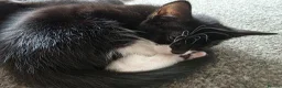 Mixed Breed cats for sale: Beautiful Kittens Looking for Loving Homes - Advert 22