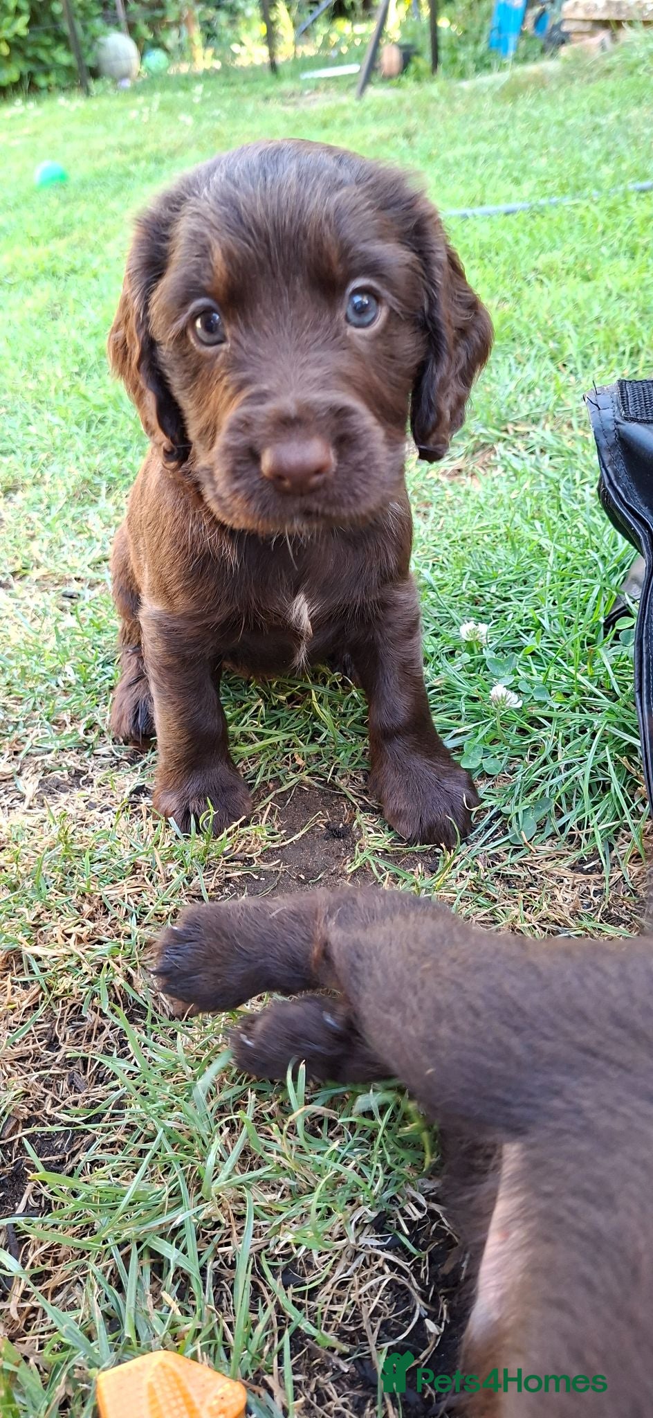 Cocker Spaniel dogs Gorgeous litter of Cocker Spaniel Puppies - Advert 2