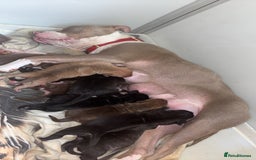 Mixed Breed dogs for sale: 9 week old bitch ready to leave  - Image 2