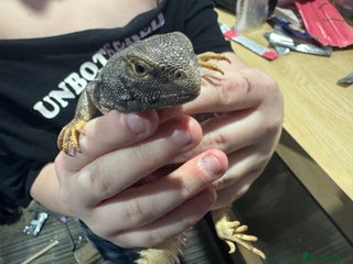 Lizard reptiles Uromastyx ornate lizard - Advert 1