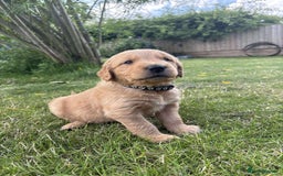Golden Retriever dogs for sale: Kc pedigree golden retrievers (fox red  in Malton - Image 23