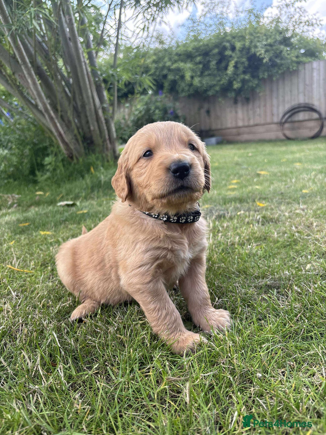 Golden Retriever dogs for sale: Kc pedigree golden retrievers (fox red  in Malton - Image 23