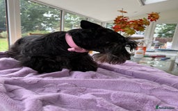 Scottish Terrier dogs for adoption: Nadine – A Little Dog with a Big Heart - Image 6