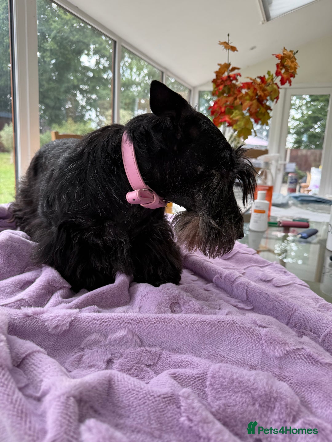 Scottish Terrier dogs for adoption: Nadine – A Little Dog with a Big Heart - Image 6