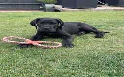 Mixed Breed dogs for sale: Italian Daniff Pups  - Image 7