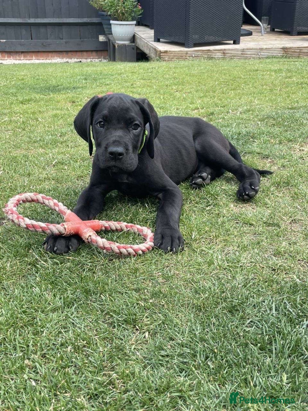 Mixed Breed dogs for sale: Italian Daniff Pups  - Image 7