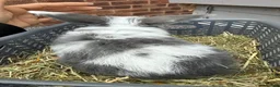 Mini Lop rabbits for sale: 8 week old mini lops. Ready now.  in Tamworth - Advert 16