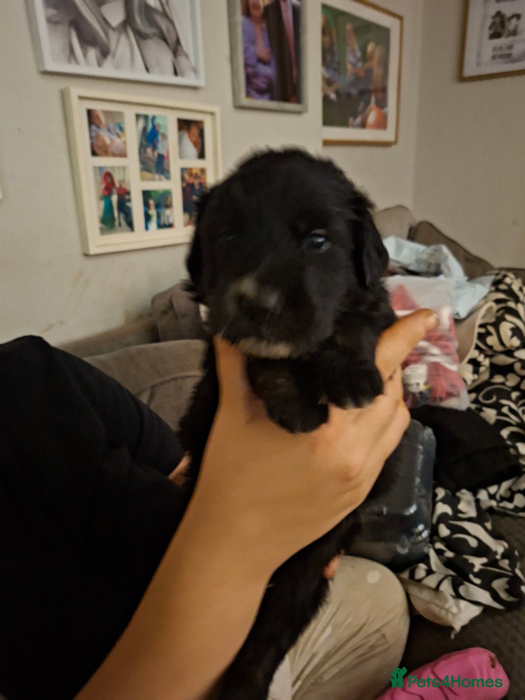 Mixed Breed dogs for sale: 1 boys left f1 border retreiver black/white left - Advert 8