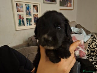 Mixed Breed dogs - Advert 34