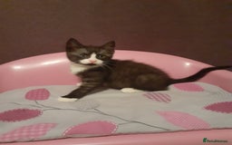 Mixed Breed cats for sale: 2x Vaccinated Kittens  - Image 4