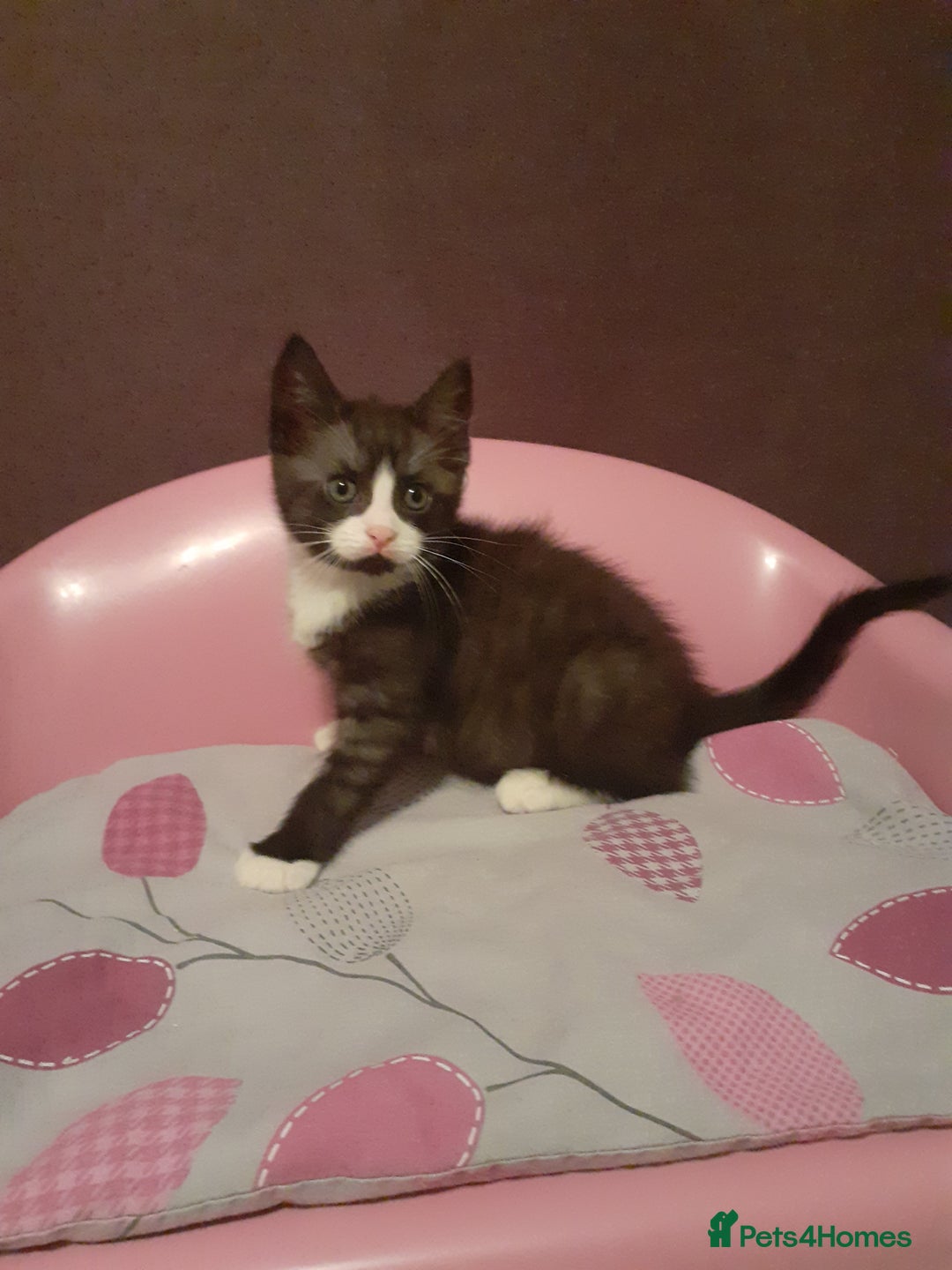 Mixed Breed cats for sale: 2x Vaccinated Kittens  - Image 4
