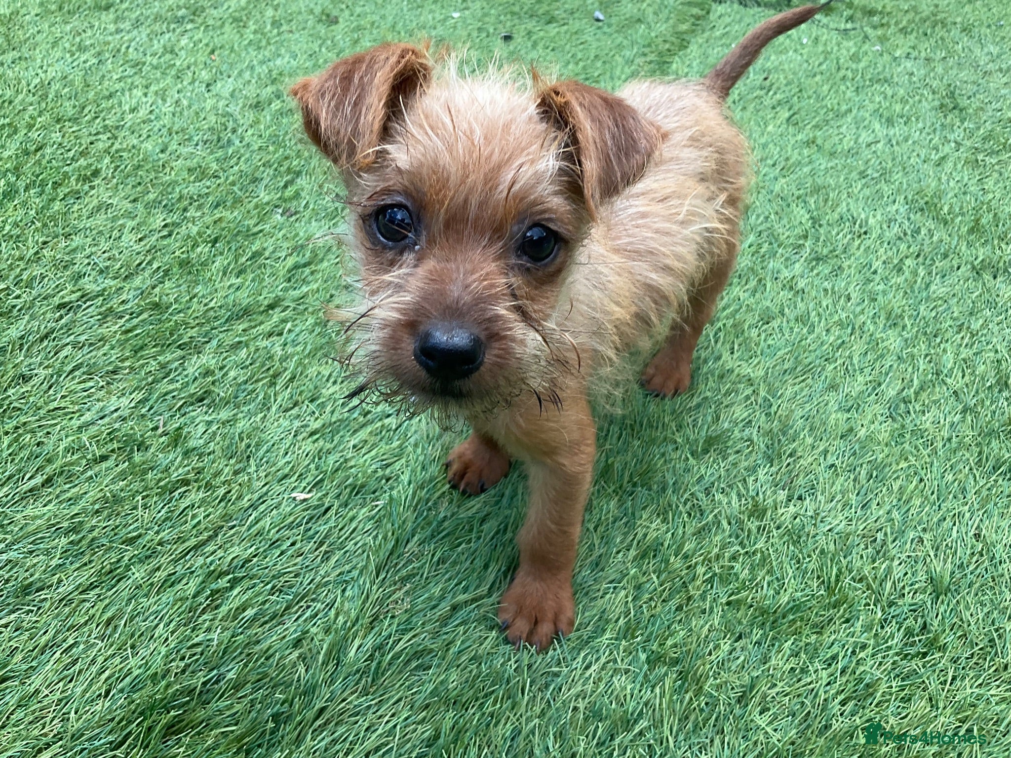 Mixed Breed dogs Jack Russell cross Yorkie cross Chihuahua  - Advert 20