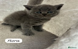 British Shorthair cats for sale: Beautiful Blue British shorthair kittens for sale - Image 10