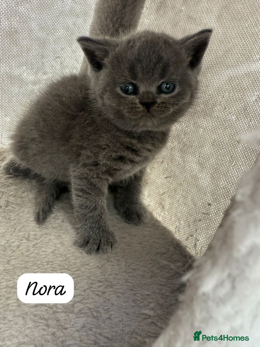 British Shorthair cats for sale: Beautiful Blue British shorthair kittens for sale - Image 10