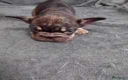 French Bulldog dogs for sale: 4 Beautiful french bulldog puppies  - Image 15