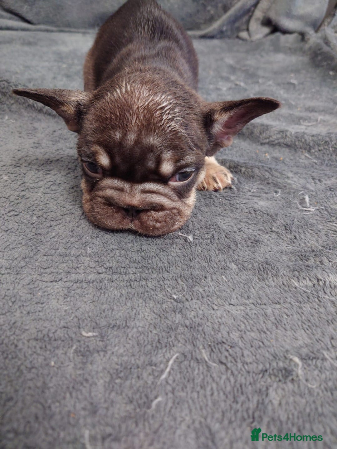 French Bulldog dogs for sale: 4 Beautiful french bulldog puppies  - Image 15