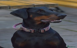 Dobermann dogs for sale: Doberman puppies  - Advert 2