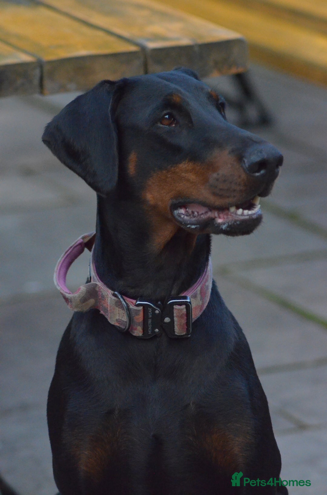 Dobermann dogs for sale: Doberman puppies  - Advert 2