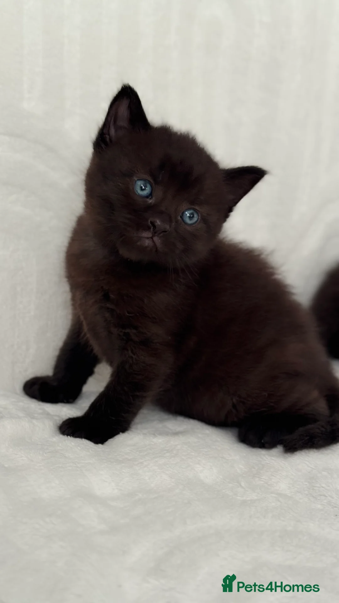 Sphynx cats for sale: ADORABLE KITTENS AVAILABLE - Advert 4