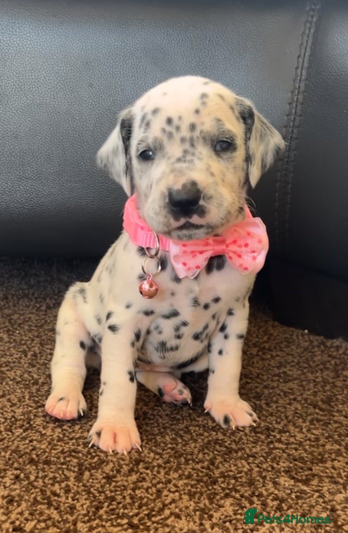 Dalmatian dogs Beautiful Dalmatian puppies ready to reserve  - Advert 1