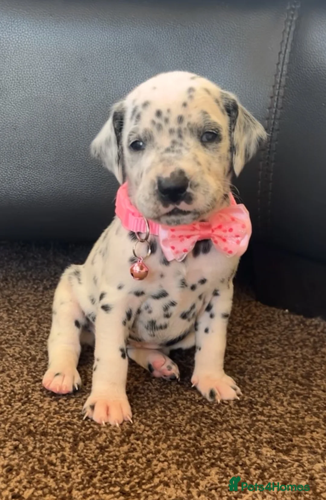 Dalmatian dogs for sale: Beautiful Dalmatian puppies ready to reserve  - Advert 1