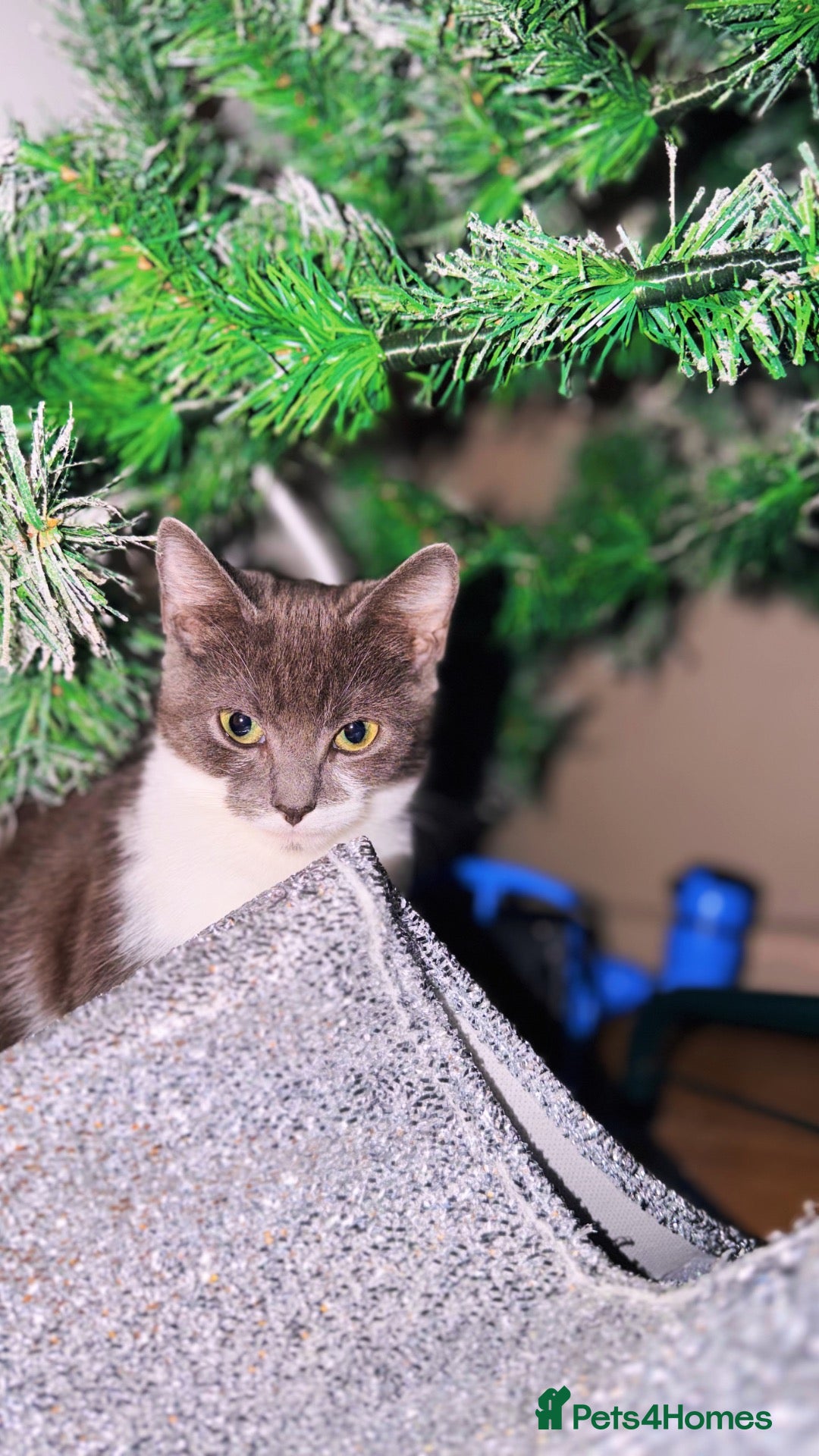 British Shorthair cats Beautiful grey girl needs rehoming  - Advert 1
