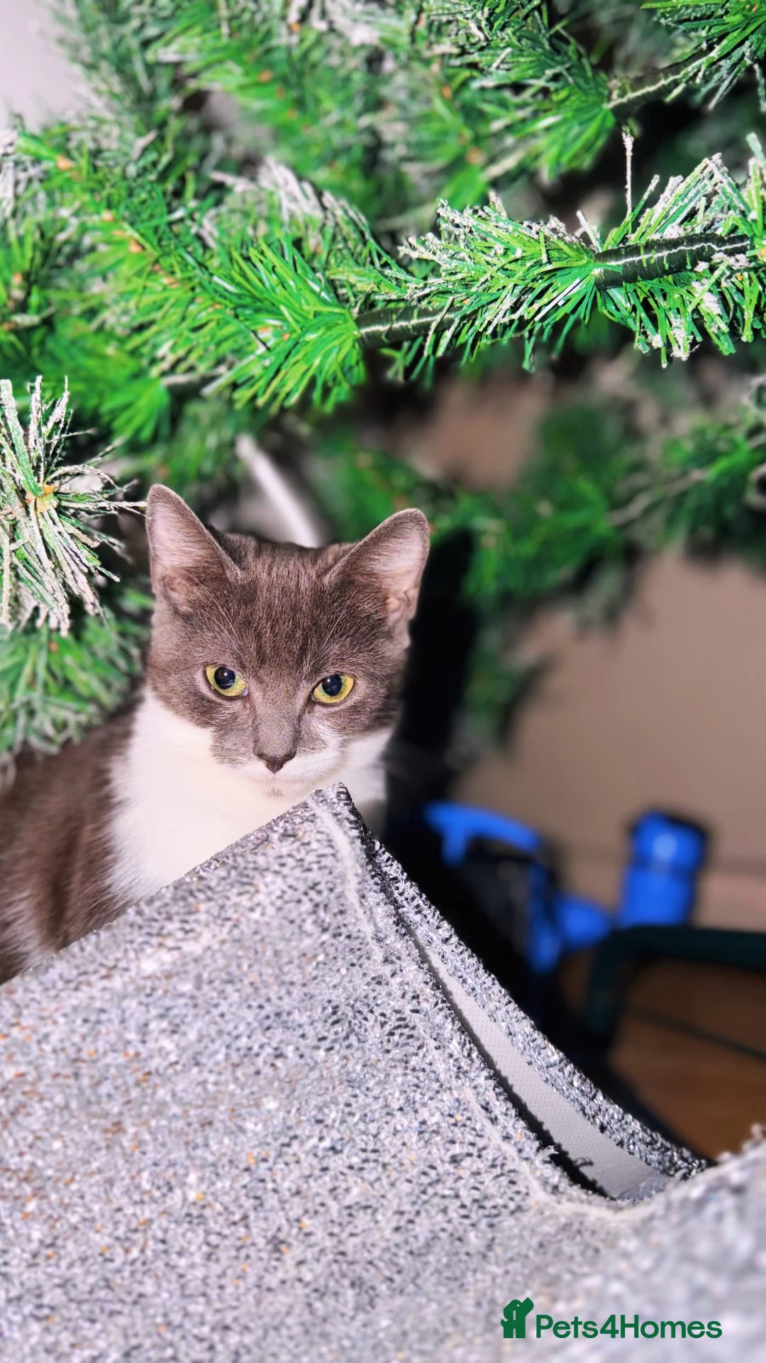 British Shorthair cats for sale: Beautiful grey girl needs rehoming  - Advert 1