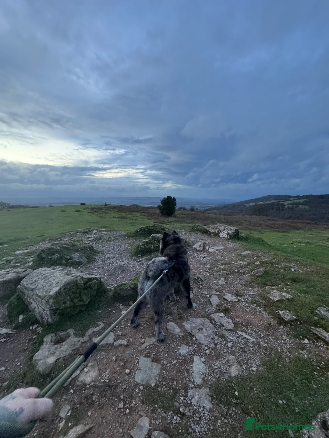 Chow Chow dogs for sale: Sullivan (Sully) - Advert 4