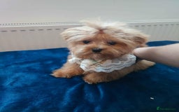 Maltipoo dogs for sale: Maltipoo puppys looking for loving home - Image 13
