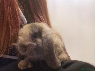 Mini Lop rabbits Mini lops - Advert 9