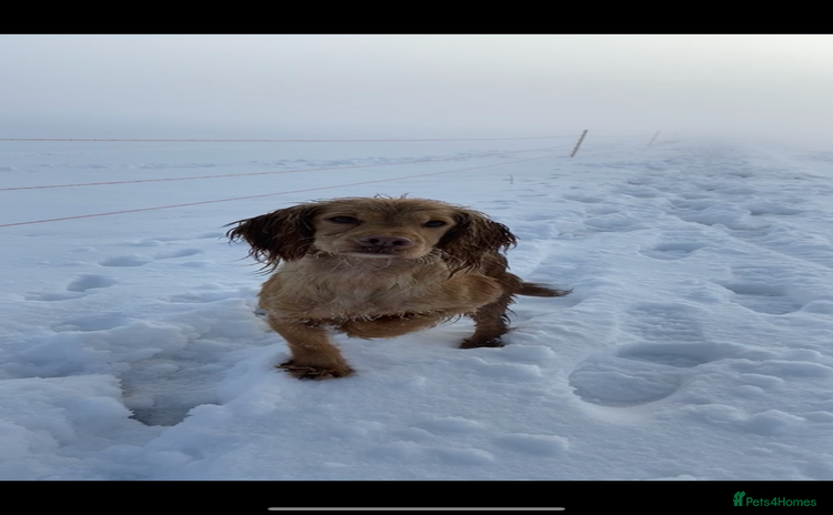 Cocker Spaniel dogs - Advert 34