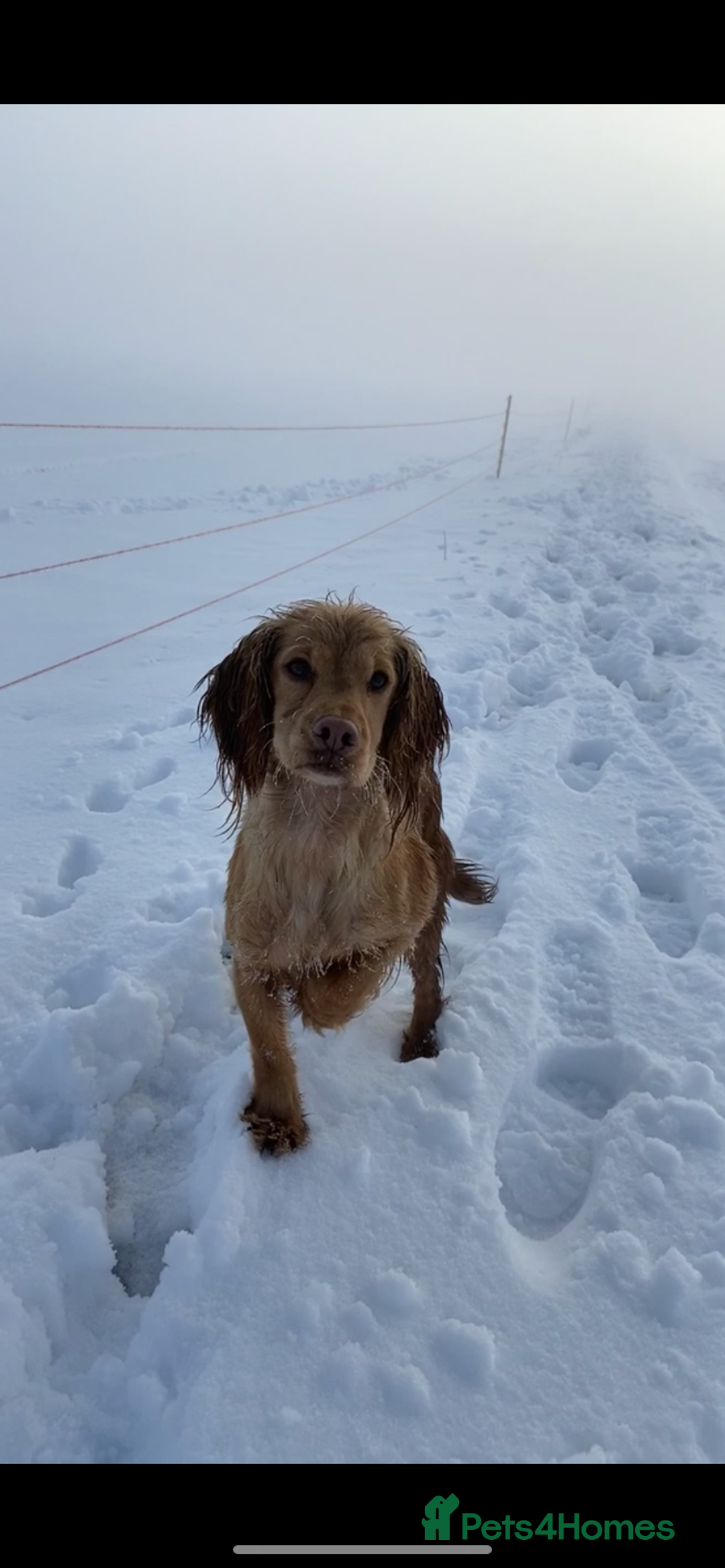 Cocker Spaniel dogs for sale: Kc reg Golden working cocker spaniel puppies  - Advert 1