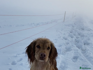 Cocker Spaniel dogs - Advert 1